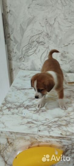 Щенки бесплатно