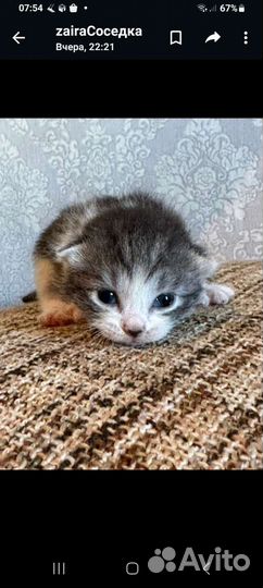 Вислоухие котята в добрые руки