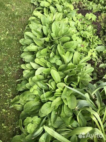 Флоксы, купена и другие растения