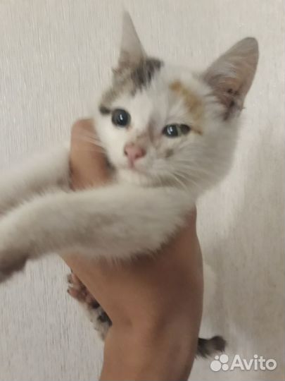 Котенок в добрые руки