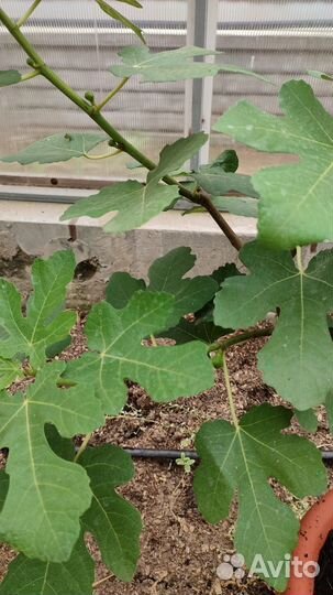 Инжир комнатный