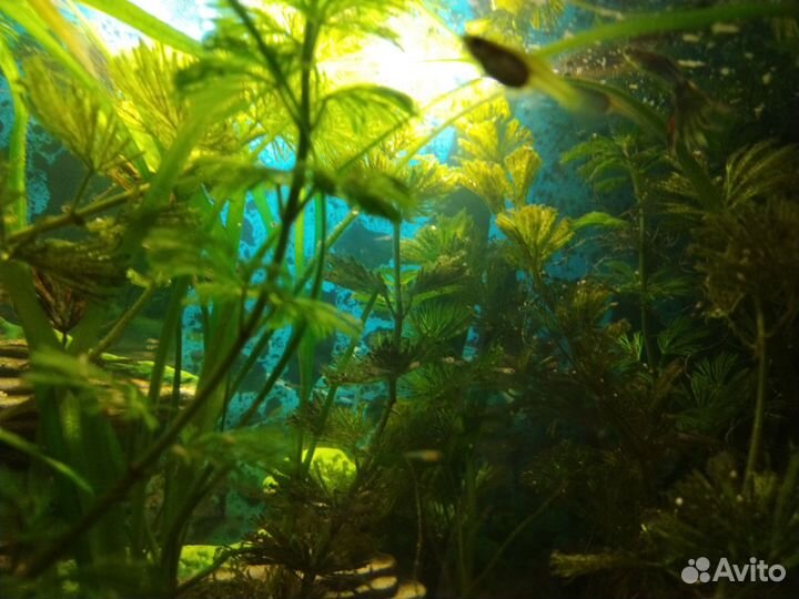 Аквариумные рыбки гуппи