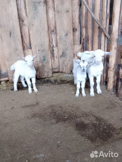 Козлята