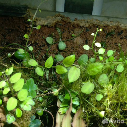 Растения для аквариума, флорариума, террариума