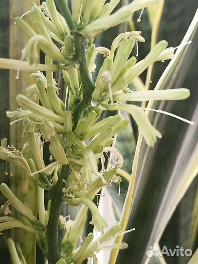 Сансевиерия