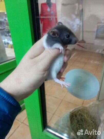 Крыса дамбо