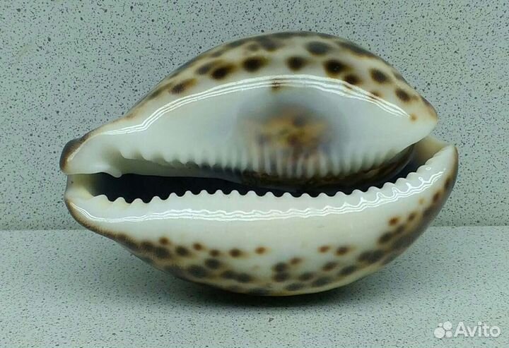 Ципрея Тигрис Каури 9,2