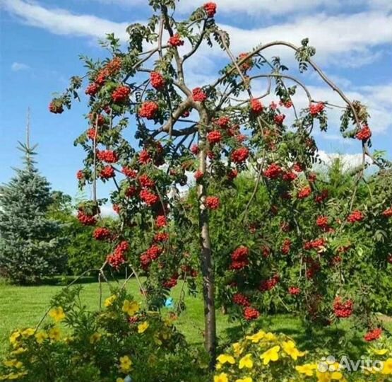 Рябина плакучая