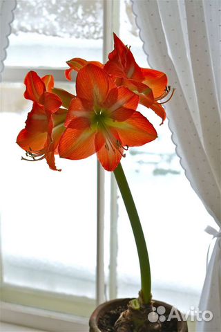 Гиппиаструм