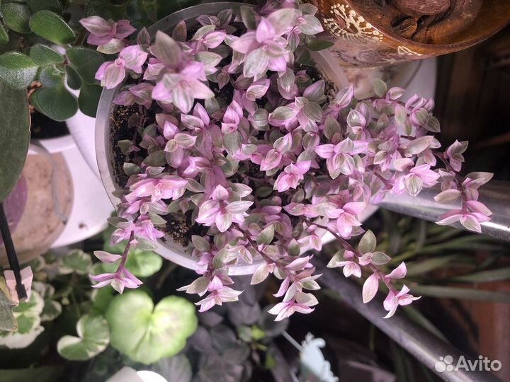 Аихризон (дерево любви), Каллизия розовая пантера