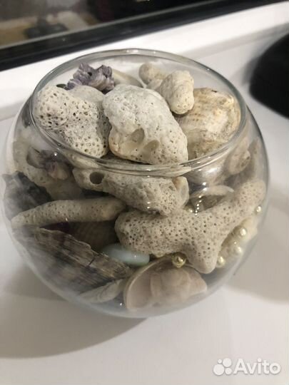 Ракушки, кораллы