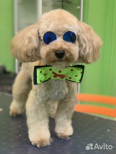 Стрижка собак и кошек