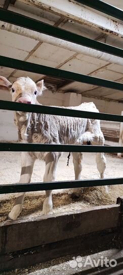 Бычки и телочки швиц