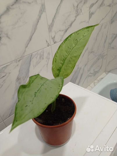 Аглаонема 