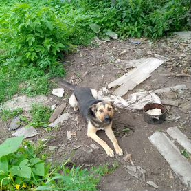 Собака в добрые руки отдам бесплатно