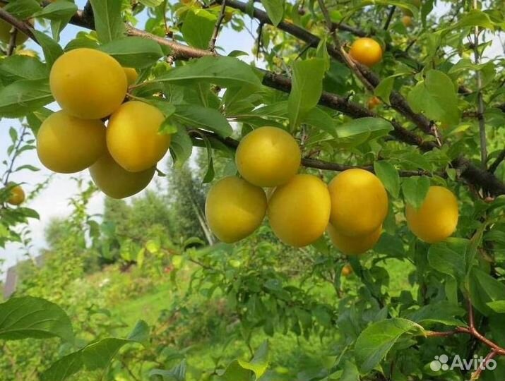 Саженцы алычи Подарок С.-Петербургу (желтый)