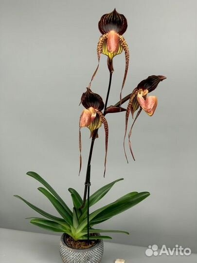 Орхидея пафиопедилум. Paphiopedilum Lady Isabel