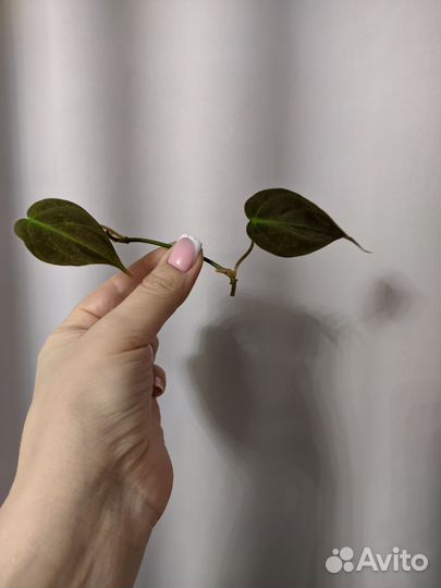 Филодендрон бразил,миканс