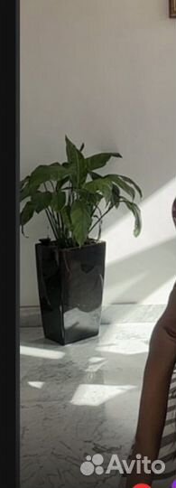 Спатифиллюм цветок в кашпо