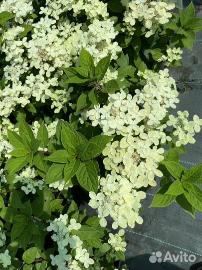 Гортензия саженцы