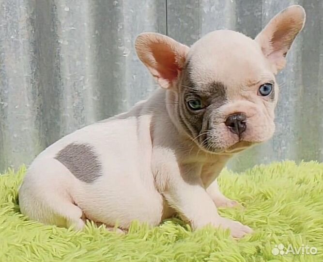 Французики