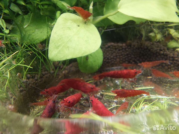 Аквариумные креветки и растения