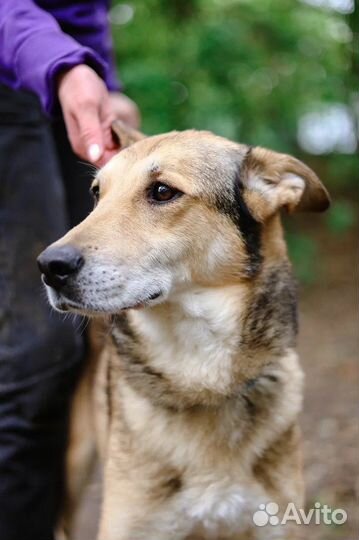 Спасите собаку из приюта