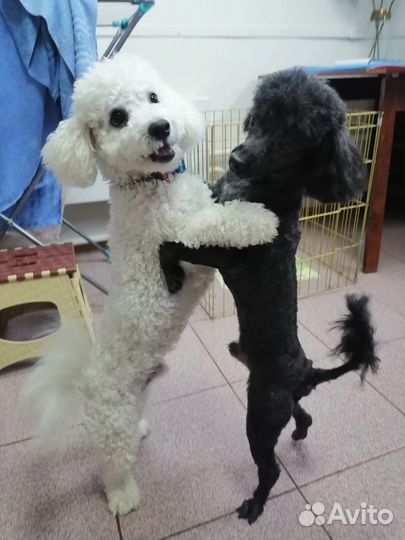 Стрижка собак и кошек. Комплексные процедуры