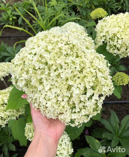 Гортензия древовидная Аннабель