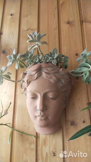 Сенполия,бальзамин,колеус,тацитус,пахистахис,геран