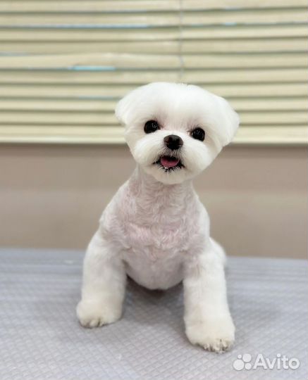 Грумер стрижка собак и кошек