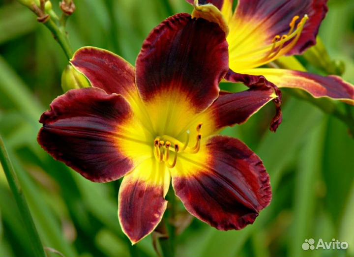 Лилейники сортовые