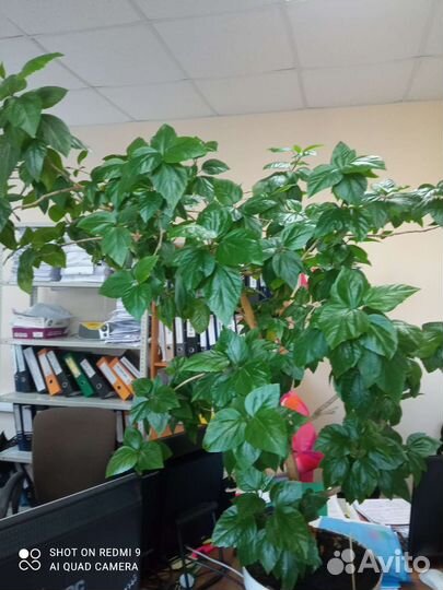 Гибискус китайская роза