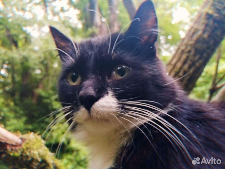 Кот в добрые руки