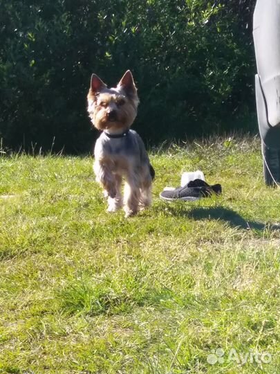 Йоркширский терьер стандарт