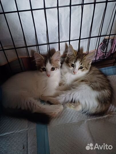 Котята в добрые руки бесплатно мальчик