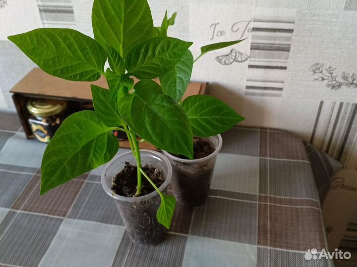 Рассада перцев, томатов