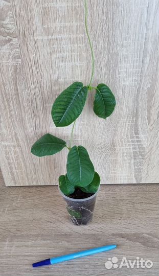 Дипладения. Мандевилла