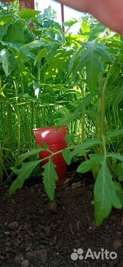 Рассада томата