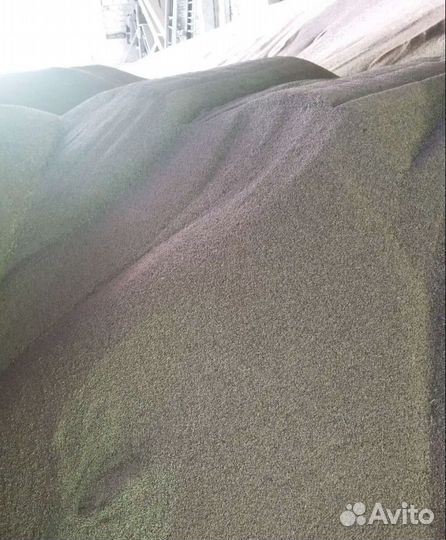 Фуражная кукуруза, Фуражный ячмень на корм/посев