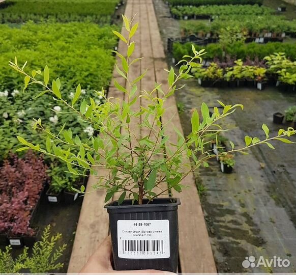 Спирея Грефштайм