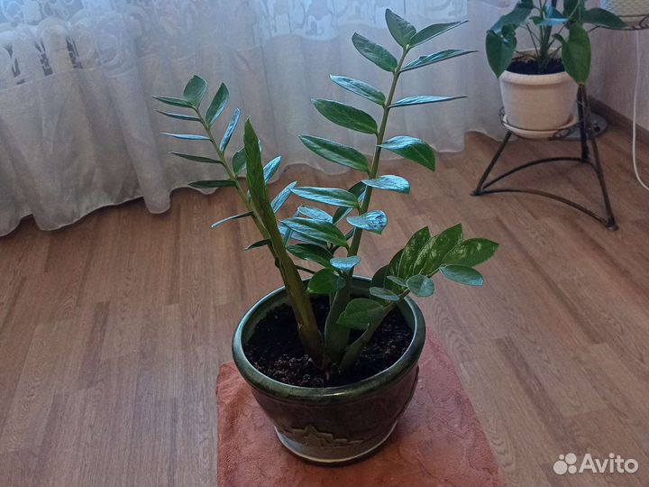 Комнатные цветы