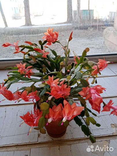 Цветок декабрист