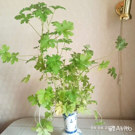 Герань душистая (лечебная)