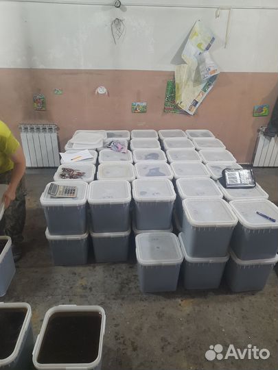 Мед гречишный