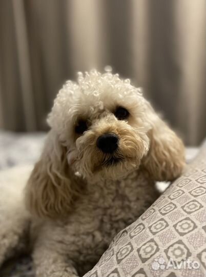 Щенки той пуделя