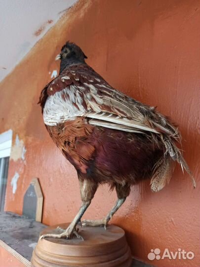 Чучело Птиц