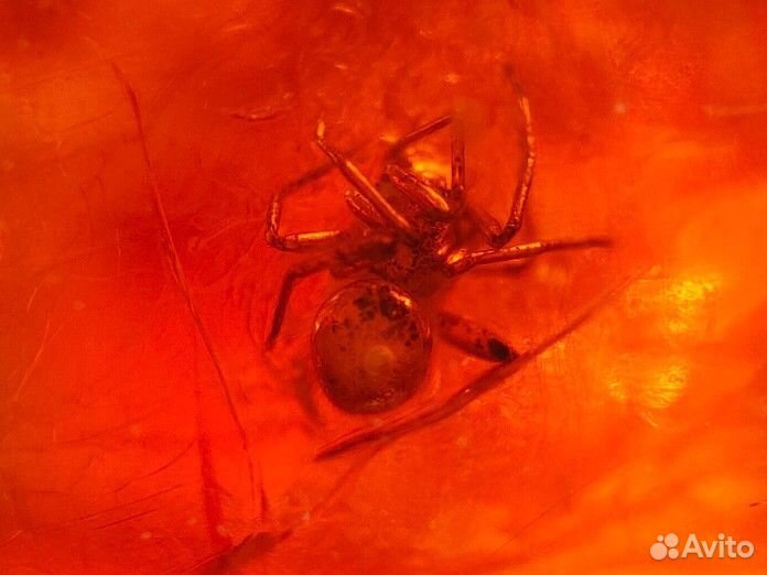 Паучок / Инклюз в янтаре