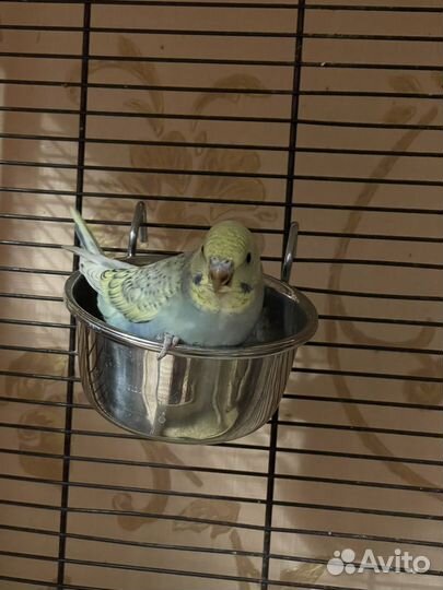 Малыши волнистики