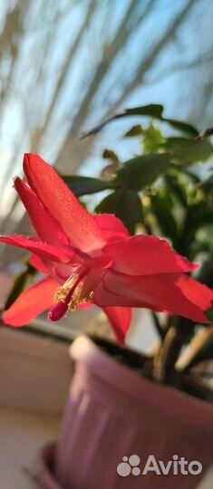 Шлюмбергера (декабрист)